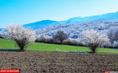 بارش برف بهاری در دودانگه‌ی ساری