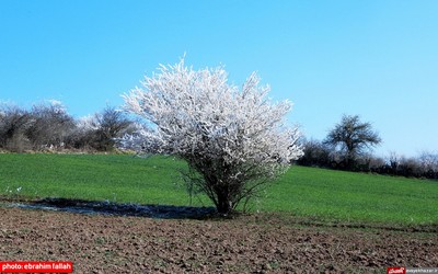 بارش برف بهاری در دودانگه‌ی ساری