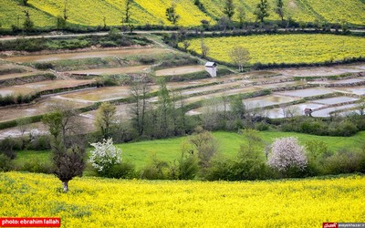 مزارع و باغات شرق مازندران در بهار 1400