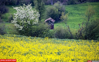 مزارع و باغات شرق مازندران در بهار 1400