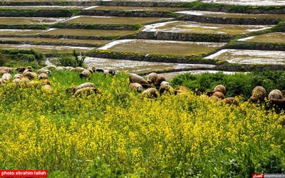 مزارع و باغات شرق مازندران در بهار 1400