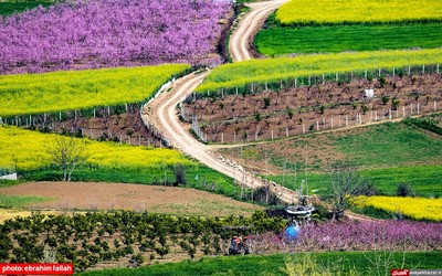 مزارع و باغات شرق مازندران در بهار 1400