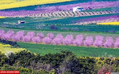 مزارع و باغات شرق مازندران در بهار 1400