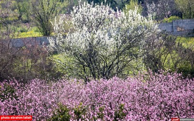 مزارع و باغات شرق مازندران در بهار 1400