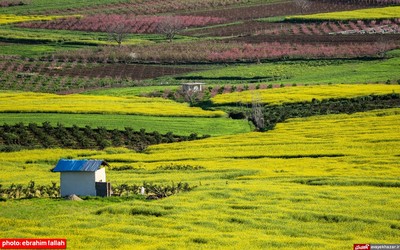 مزارع و باغات شرق مازندران در بهار 1400