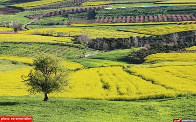 مزارع و باغات شرق مازندران در بهار 1400