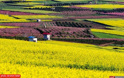 مزارع و باغات شرق مازندران در بهار 1400