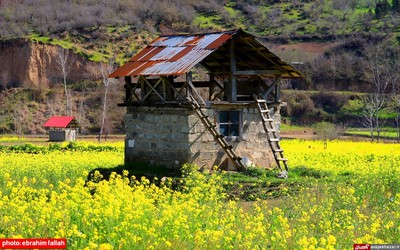 مزارع و باغات شرق مازندران در بهار 1400