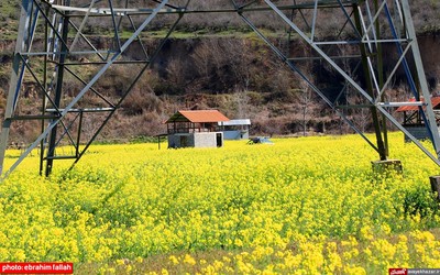 مزارع و باغات شرق مازندران در بهار 1400