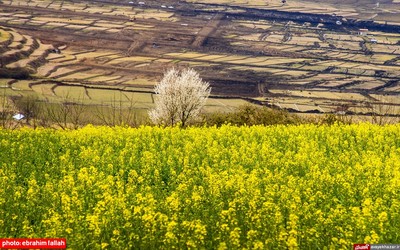 مزارع و باغات شرق مازندران در بهار 1400