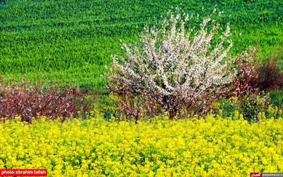 مزارع و باغات شرق مازندران در بهار 1400