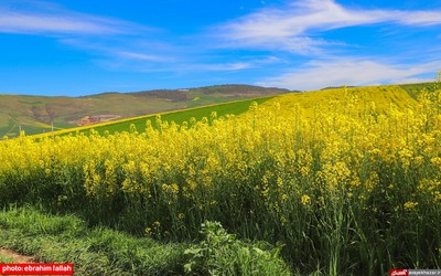 مزارع و باغات شرق مازندران در بهار 1400