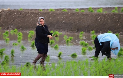 نشاء برنج در شالیزارهای دودانگه ی ساری