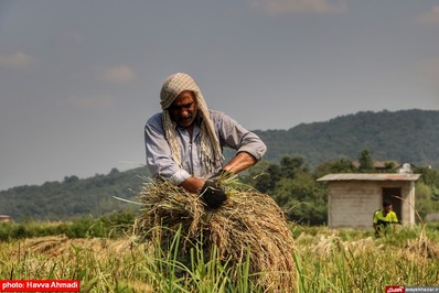 برداشت برنج در شالیزار‌های بشل سوادکوه