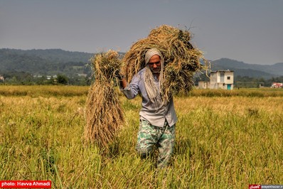 برداشت برنج در شالیزار‌های بشل سوادکوه