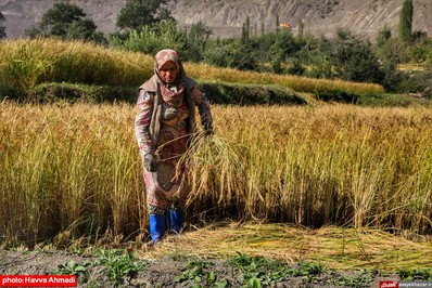 برداشت برنج از منطقه ییلاقی سرتنگه رودبار سوادکوه