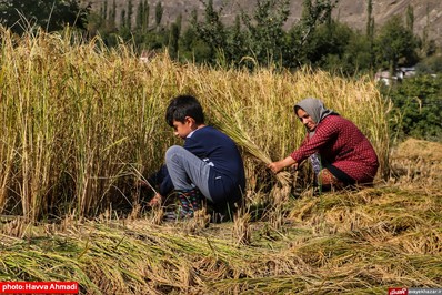 برداشت برنج از منطقه ییلاقی سرتنگه رودبار سوادکوه