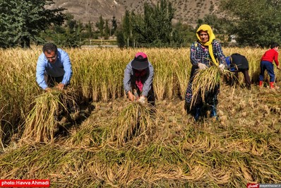 برداشت برنج از منطقه ییلاقی سرتنگه رودبار سوادکوه