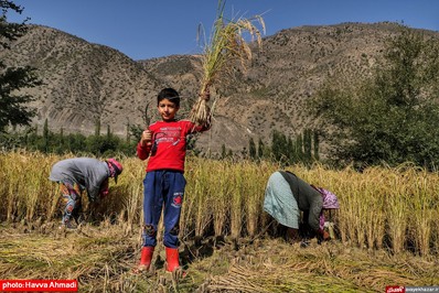 برداشت برنج از منطقه ییلاقی سرتنگه رودبار سوادکوه