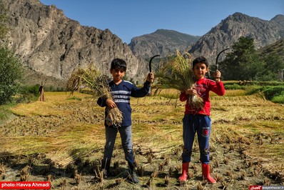 برداشت برنج از منطقه ییلاقی سرتنگه رودبار سوادکوه