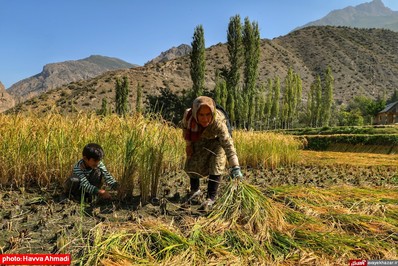 برداشت برنج از منطقه ییلاقی سرتنگه رودبار سوادکوه