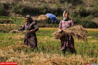 برداشت برنج از منطقه ییلاقی سرتنگه رودبار سوادکوه