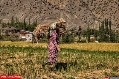 برداشت برنج از منطقه ییلاقی سرتنگه رودبار سوادکوه