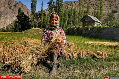 برداشت برنج از منطقه ییلاقی سرتنگه رودبار سوادکوه