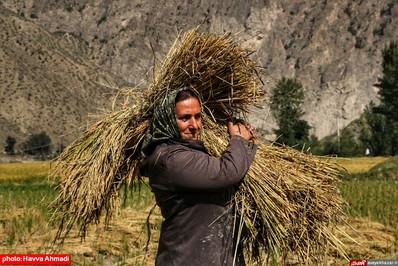 برداشت برنج از منطقه ییلاقی سرتنگه رودبار سوادکوه