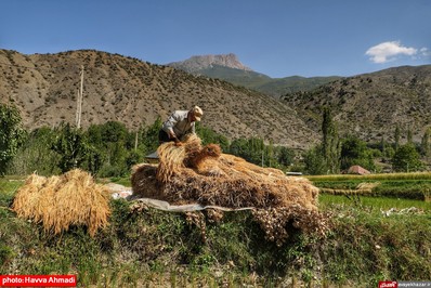 برداشت برنج از منطقه ییلاقی سرتنگه رودبار سوادکوه