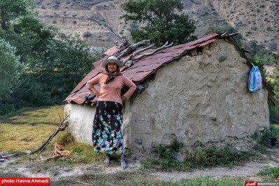 برداشت برنج از منطقه ییلاقی سرتنگه رودبار سوادکوه