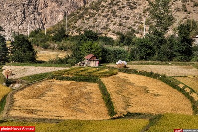 برداشت برنج از منطقه ییلاقی سرتنگه رودبار سوادکوه