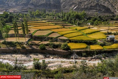 برداشت برنج از منطقه ییلاقی سرتنگه رودبار سوادکوه