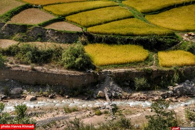 برداشت برنج از منطقه ییلاقی سرتنگه رودبار سوادکوه