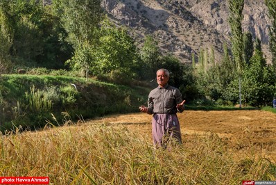 برداشت برنج از منطقه ییلاقی سرتنگه رودبار سوادکوه