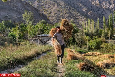 برداشت برنج از منطقه ییلاقی سرتنگه رودبار سوادکوه