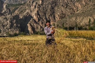 برداشت برنج از منطقه ییلاقی سرتنگه رودبار سوادکوه