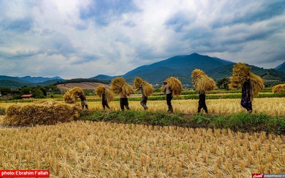 آخرین برداشت های شالی در دودانکه ی ساری