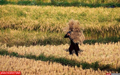 آخرین برداشت های شالی در دودانکه ی ساری