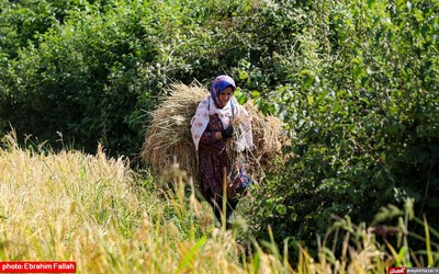 آخرین برداشت های شالی در دودانکه ی ساری