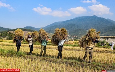 آخرین برداشت های شالی در دودانکه ی ساری