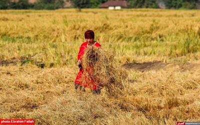 آخرین برداشت های شالی در دودانکه ی ساری