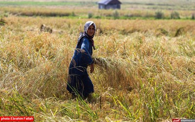 آخرین برداشت های شالی در دودانکه ی ساری