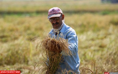 آخرین برداشت های شالی در دودانکه ی ساری