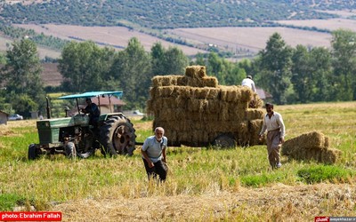 آخرین برداشت های شالی در دودانکه ی ساری