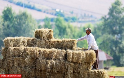 آخرین برداشت های شالی در دودانکه ی ساری