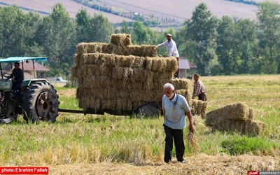 آخرین برداشت های شالی در دودانکه ی ساری