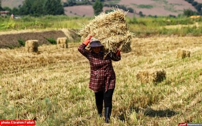 آخرین برداشت های شالی در دودانکه ی ساری