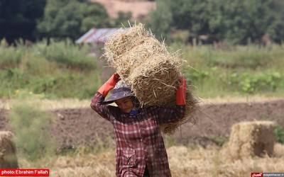 آخرین برداشت های شالی در دودانکه ی ساری