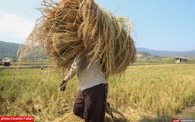 آخرین برداشت های شالی در دودانکه ی ساری